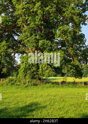 Im bernrieder Park, bernried am starnberger See Stockfoto