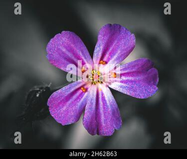 Glühende lila Blume in der Natur im Wald. Stockfoto