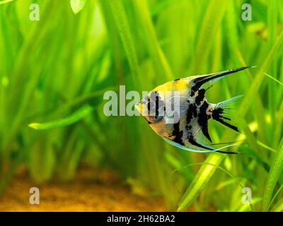 Marmorangelfisch (pterophyllum scalare) Isoliert in Panzerfischen mit verschwommenem Hintergrund Stockfoto