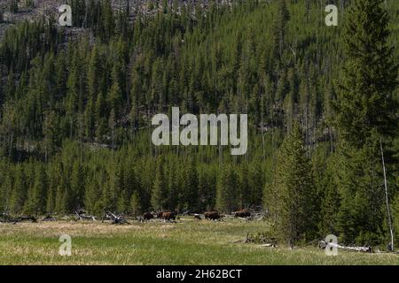 Eine Bison-Herde vor einem hohen Berg in Yellowstone Stockfoto