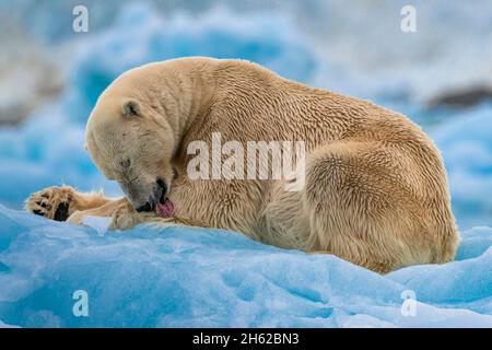 Erwachsene, weibliche Eisbären lecken ihre Pfote auf einem blauen Eisberg vor einem Gletscher (Lillehookbreen), svalbard, grönland Stockfoto