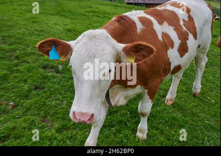 Kuh auf der Alm in den bayerischen alpen Stockfoto