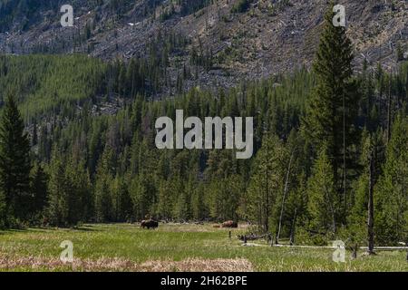 Eine Bison-Herde vor einem hohen Berg in Yellowstone Stockfoto