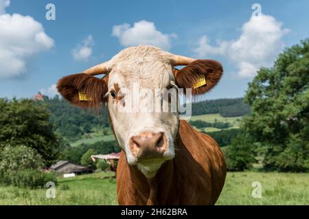 breuberg,hessen,deutschland,simmentaler fleckvieh auf der Weide. Stockfoto