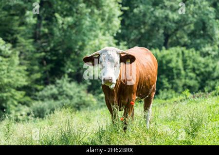 breuberg,hessen,deutschland,simmentaler fleckvieh auf der Weide. Stockfoto