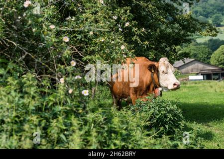 breuberg,hessen,deutschland,simmentaler fleckvieh auf der Weide. Stockfoto