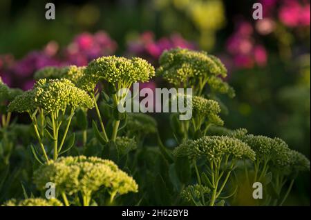 Hoher Sedum (Sedum tephium), geschlossene Blütenknospen, bunte Sommerblumen leuchten im Hintergrund, Abendlicht, deutschland Stockfoto