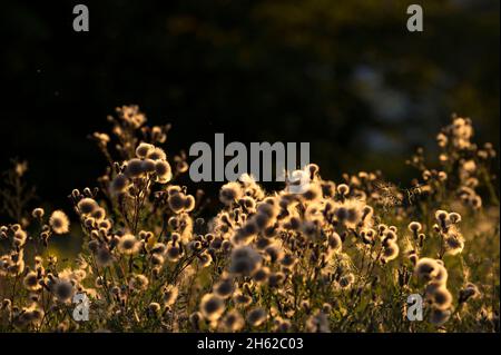 Felddistel (cirsium arvense), Samenschoten leuchten im Hintergrund, Abendlicht, deutschland Stockfoto