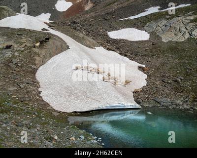 Schafe auf einem Schneefeld im martell-Tal. Stockfoto