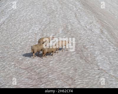 Schafe auf einem Schneefeld im martell-Tal. Stockfoto