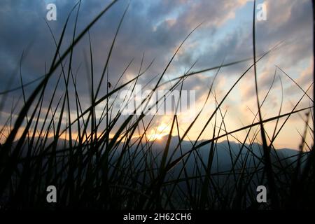 Gras, Gräser im letzten Sonnenlicht - Sonnenuntergang mit Silhouette im Hintergrund vor der untergehenden Sonne bei einer abendlichen Bergwanderung,krün,isartal,oberbayern,bayern,deutschland,europa Stockfoto