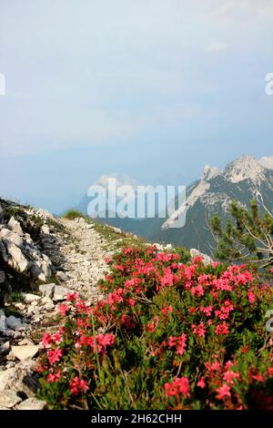 Traumhafte Wanderung zum Gipfel der Brunnsteinspitze (2197 m),Wanderweg,Traumweg,Alpenrosen im Hintergrund rechts die arnspitze,in der Mitte die hohe munde,österreich,tirol,scharnitz,naturpark karwendel, Stockfoto