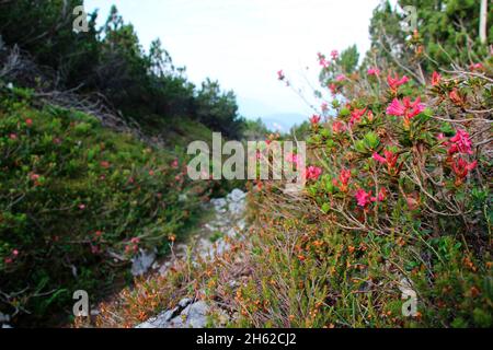 Traumhafte Wanderung auf den Gipfel der Brunnsteinspitze (2197 m),Wanderweg,Traumweg,Alpenrosen,österreich,tirol,scharnitz,naturpark karwendel, Stockfoto