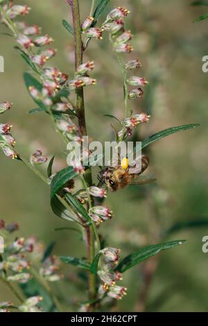 Honigbiene auf Beifuß (Artemisia vulgaris) Stockfoto