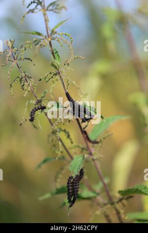 pfauenschmetterling (aglais io) Raupen auf Brennnessel Stockfoto