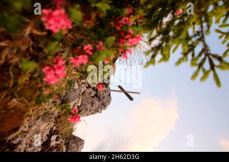 alpenrosen, Alpenrosenbusch (Rhododendron ferrugineum) vor dem Kreuz der viererspitze 2054 m, am karwendel, deutschland, bayern, oberbayern, werdenfelserland, isartal, mittenwald Stockfoto