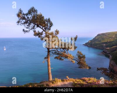 Einzelne Kiefer an der steilen Küste der halbinsel crozon, bretagne Stockfoto