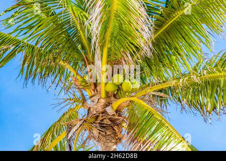 Tropische, natürliche mexikanische Palme mit Kokosnüssen und blauem Himmel vor dem Hintergrund von Punta Esmeralda in Playa del Carmen, Mexiko. Stockfoto