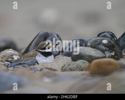 Brütende Ringelpfeige Stockfoto