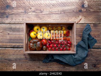 Holzkiste mit einer bunten Auswahl an geernteten Tomaten, verschiedenen Sorten wie Borange, monterosa und Heriloom Stockfoto