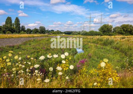 bottrop, Nordrhein-westfalen, deutschland - renaturierter Roggen, der Nebenfluss der emscher, wurde zu einem naturnahen Gewässer umgestaltet,Hochwasserschutz durch neu gestaltete Hochwasserflächen,der Roggen ist nach dem Bau eines parallelen Kanals nun abwasserfrei,gehört zum emscher-Flusssystem und damit zum emscher-Umbau,war früher ein Teil Offener, oberirdisch abwassernder Abwasserkanal, Mischwasserkanal mit Oberflächenwasser und Abwasser. Stockfoto