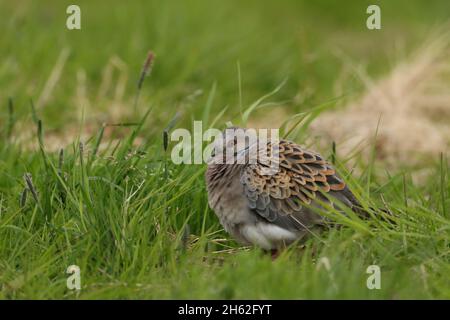 Schildkrötentauben wandern von Afrika nach Nordeuropa, um sich zu brüten. Dieses Bild war auf Nord-Uist wahrscheinlich ein wenig aus dem Kurs für Kontinentaleuropa. Stockfoto