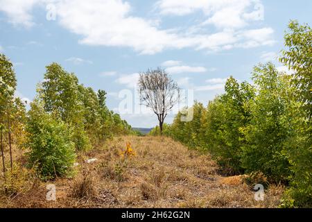 Eukalyptusplantage im Inneren Brasiliens an einem sonnigen Tag Stockfoto