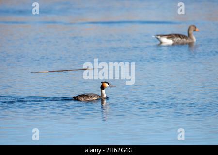 Der Haubentaucher (podiceps cristatus) Vogelart der Familie der Haubentaucher (podicipedidae). Stockfoto