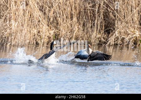 kanadas Gans und Graugans im Streit. Stockfoto