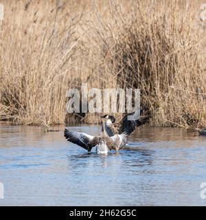 kanadas Gans und Graugans im Streit. Stockfoto