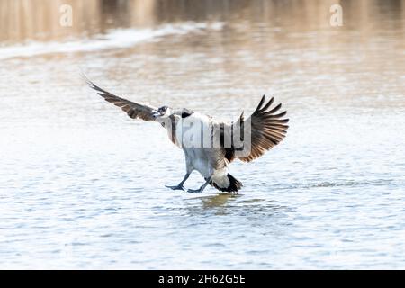 Kanadagans (Branta Canadensis) Stockfoto