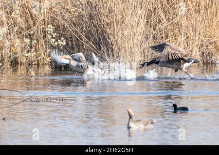 kanadas Gans und Graugans im Streit. Stockfoto