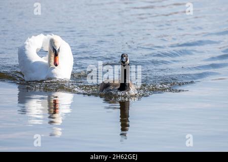 Der mute Schwan, cygnus olor, vertreibt eine kanadagans. Stockfoto