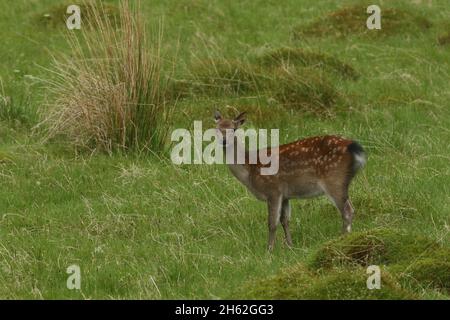 Sika-Hirsch, aufgenommen in einem typischen Lebensraum von Gräsern und Seggen in der Nähe von Nadelwäldern. Gelbbraunes Fell mit weißen Flecken und einem kleinen Kopf. Stockfoto