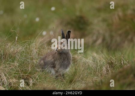 Berg- oder Blauhasen sind auf Moorland und Grasland von niedrigen bis hohen Bergen zu finden. Sie mausten von braun im Sommer zu weiß im Winter Stockfoto