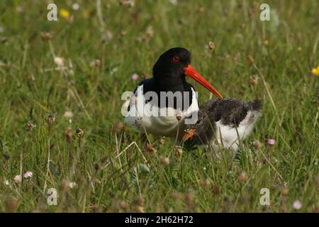 Ein gewöhnlicher Watvögel in Großbritannien, der in der Nähe von Küsten, Flussmündungen, Machair usw. gefunden wurde. Dies ist ein gut gewachsenes Küken aus einer frühen Brutart, fotografiert am 17. Juni Stockfoto