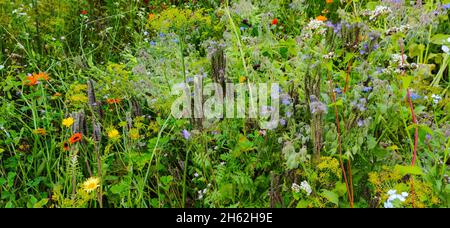 wildblumen und Kräuter bedecken den Boden im Sonnenblumenfeld Stockfoto