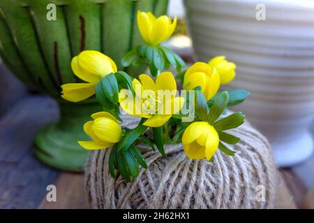 Winterlinge (eranthis hyemalis), dekorativ in einer Wollkugel als Vase Stockfoto