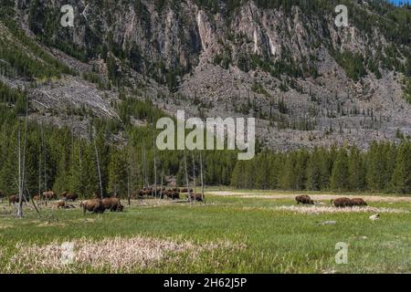 Eine Bison-Herde vor einem hohen Berg in Yellowstone Stockfoto