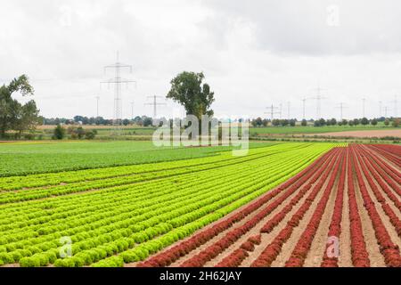 Lammsalat, Lollo bionda und Lollo rosso, niedersachsen, deutschland Stockfoto