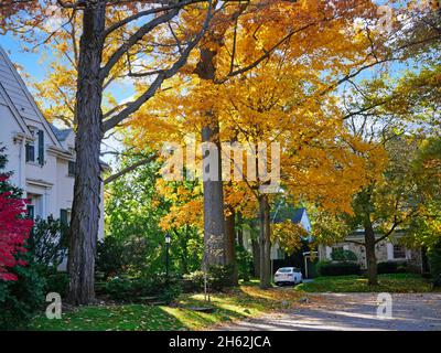 Vorstädtische Wohnstraße mit Ahornbäumen in brillanten Herbstfarben Stockfoto