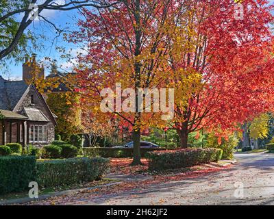 Vorstädtische Wohnstraße mit Ahornbäumen in brillanten Herbstfarben Stockfoto