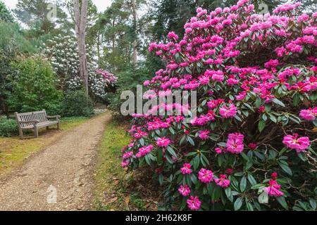 england, hampshire, romsey, Ampfield, hügelige Gärten, bunte Rhododendren in Blüte Stockfoto