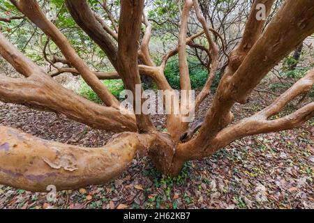 england, hampshire, romsey, Ampfield, hillier Gardens, Zweige eines chinesischen sorbus glabriuscula-Baumes Stockfoto