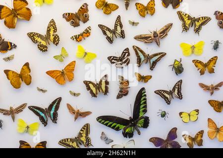 england, hampshire, portsmouth, southsea, cumberland House Naturkundemuseum, farbenfrohe Ausstellung von Schmetterlingen Stockfoto