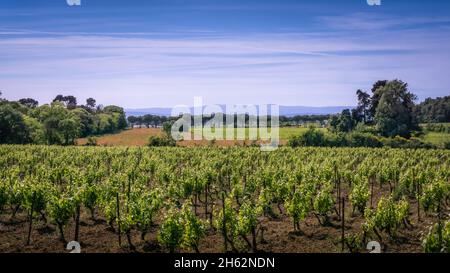 Weinberg im Frühjahr bei fleury d'aude Stockfoto