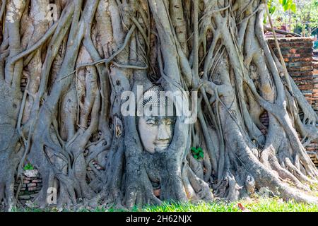 Fest eingewachsener buddha-Kopf in Ästen eines Bodhi-Baumes, Bodhi-Feigenbaum, (ficus religiosa), wat mahathat, wat maha That, buddhistischer Tempelkomplex, erbaut 1374 unter König Borommaracha i, ayutthaya historischer Park, ayutthaya, thailand, asien Stockfoto