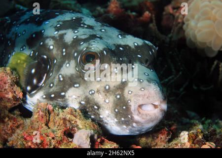 Kugelfisch (Arothron hispidus). Moalboal, Philippinen Stockfoto