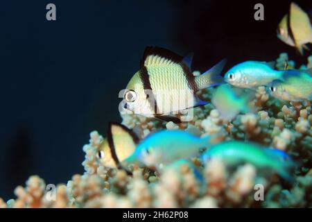 2-stripe Dirne (Dascyllus reticulatus) auf einer Koralle. Moalboal, Philippinen Stockfoto