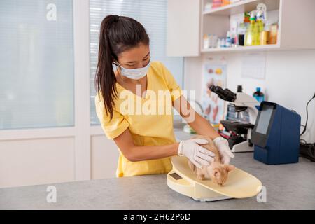 Tierarzt untersucht niedliche Kätzchen in der Klinik Stockfoto